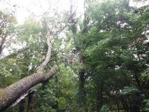 DSCF6733.jpg